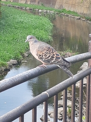 Streptopelia orientalis