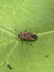 Neacoryphus bicrucis