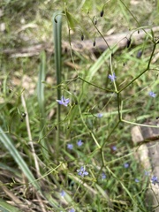 Dianella brevipedunculata