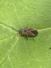 Neacoryphus bicrucis