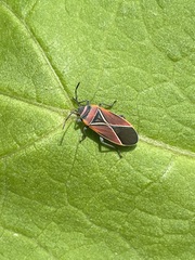 Neacoryphus bicrucis