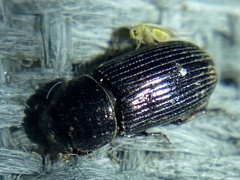 Aleyrodoidea