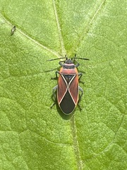 Neacoryphus bicrucis