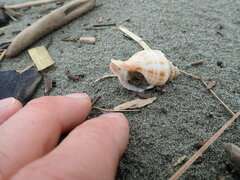 Austrofusus glans