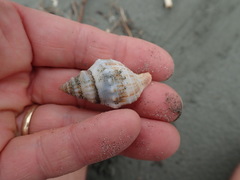 Austrofusus glans