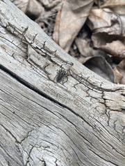 Habronattus fallax