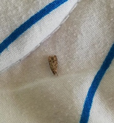 Scythropiodes