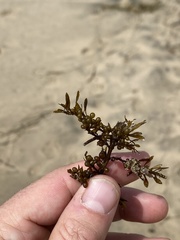 Sargassum