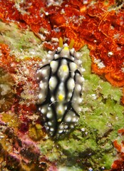 Phyllidia elegans