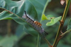 Dasychira chekiangensis