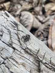 Habronattus fallax