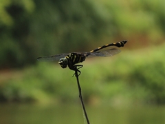 Ictinogomphus decoratus