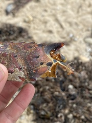 Panulirus interruptus