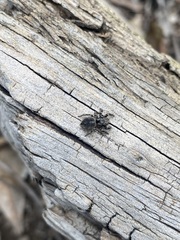 Habronattus fallax