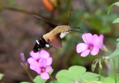 Macroglossum bombylans