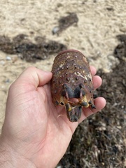 Panulirus interruptus