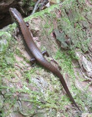 Silvascincus murrayi