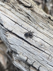 Habronattus fallax