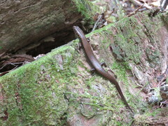 Silvascincus murrayi