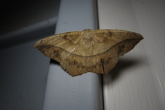 Prochoerodes lineola