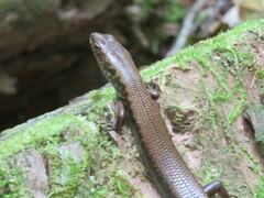 Silvascincus murrayi