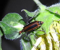 Pyrota tenuicostatis