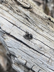 Habronattus fallax