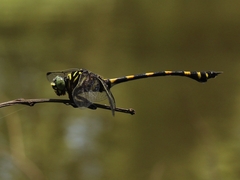 Ictinogomphus decoratus