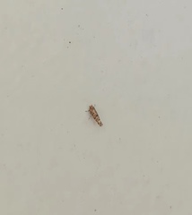 Lepidoptera