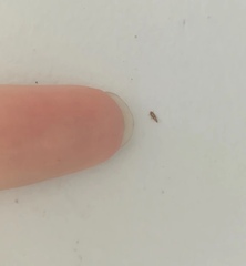 Lepidoptera