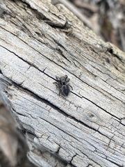 Habronattus fallax