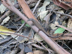 Saproscincus spectabilis