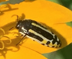 Acmaeodera scalaris
