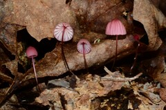 Marasmius bellipes