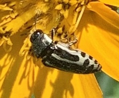 Acmaeodera scalaris