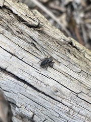 Habronattus fallax