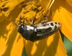 Acmaeodera scalaris