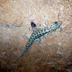 Phyllodactylus tuberculosus