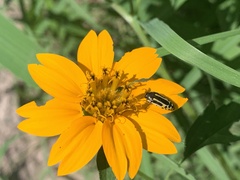 Acmaeodera scalaris