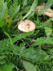 Marasmius oreades