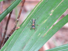Myrmecia nigrocincta