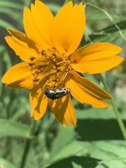 Acmaeodera scalaris