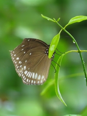 Euploea klugii