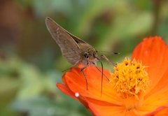 Pelopidas mathias