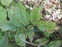 Phyllosticta convallariae