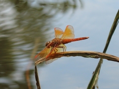 Brachythemis contaminata