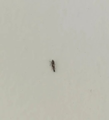 Lepidoptera