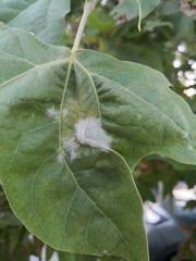Erysiphe platani
