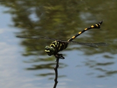 Ictinogomphus decoratus