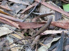 Saproscincus spectabilis